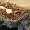 Tee teeblatt | Mandarinenfeuer (Rooibos Naturlich Aromatisiert)